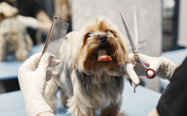 Paws & Polish Grooming post